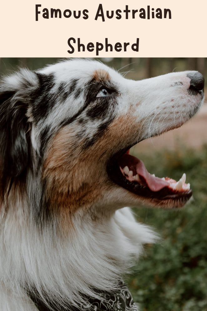 National Australian Shepherd Day
