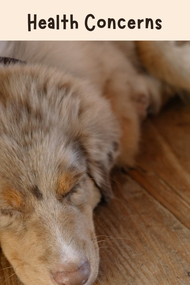 National Australian Shepherd Day