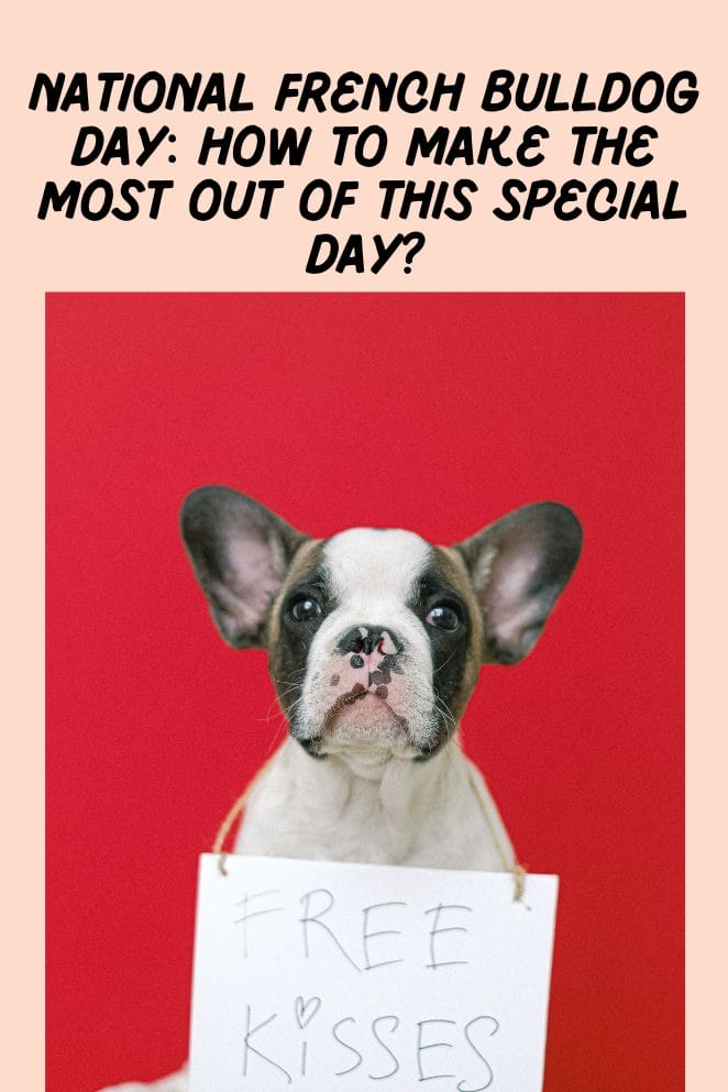 National French Bulldog Day How to Make the Most Out of This Special
