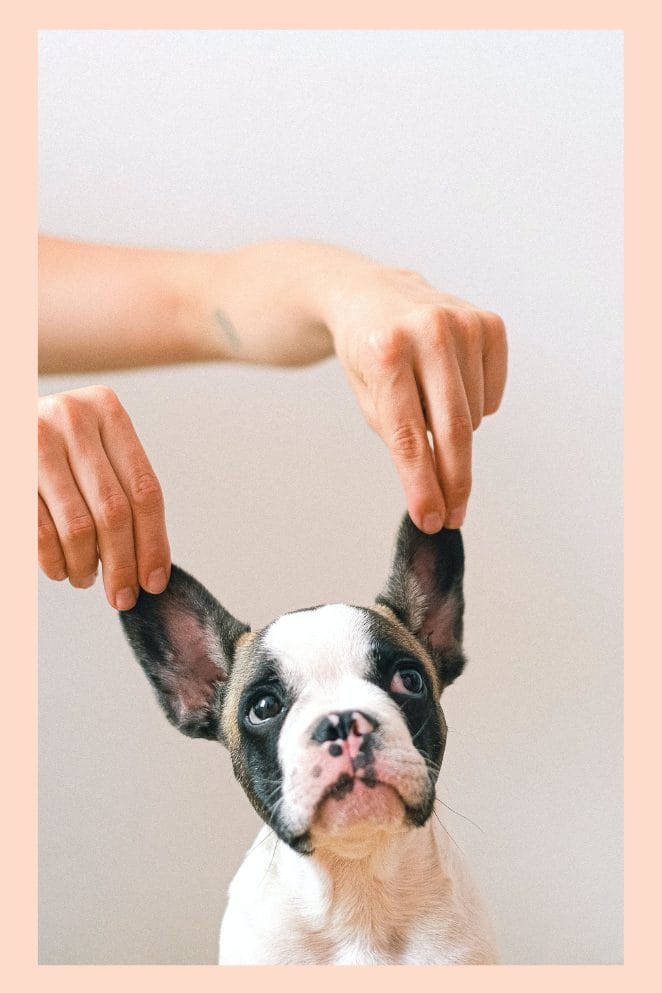 national french bulldog day