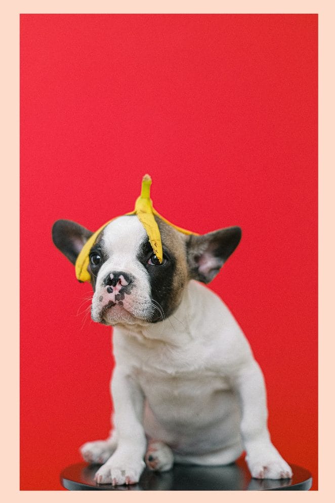 national french bulldog day