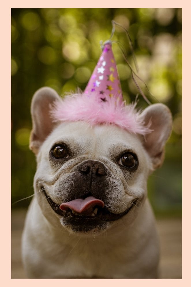 national french bulldog day