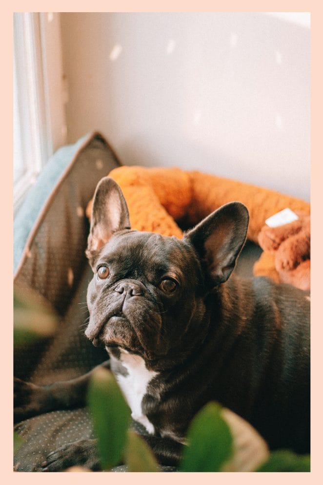 national french bulldog day
