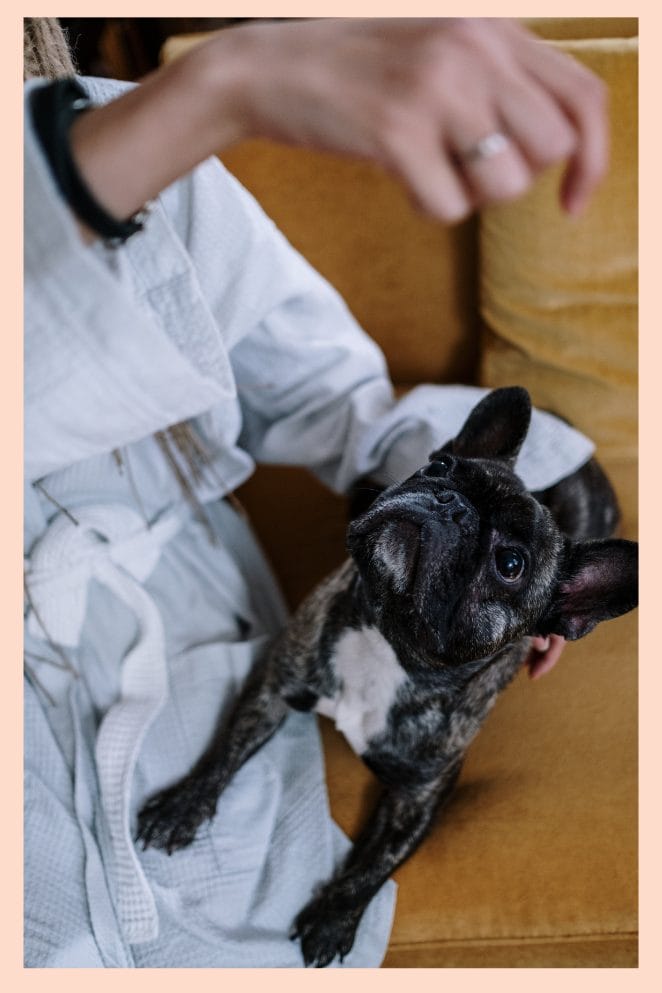 national french bulldog day