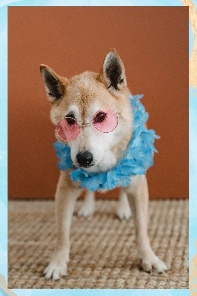 Celebrate National Dress Up Your Pet Day
