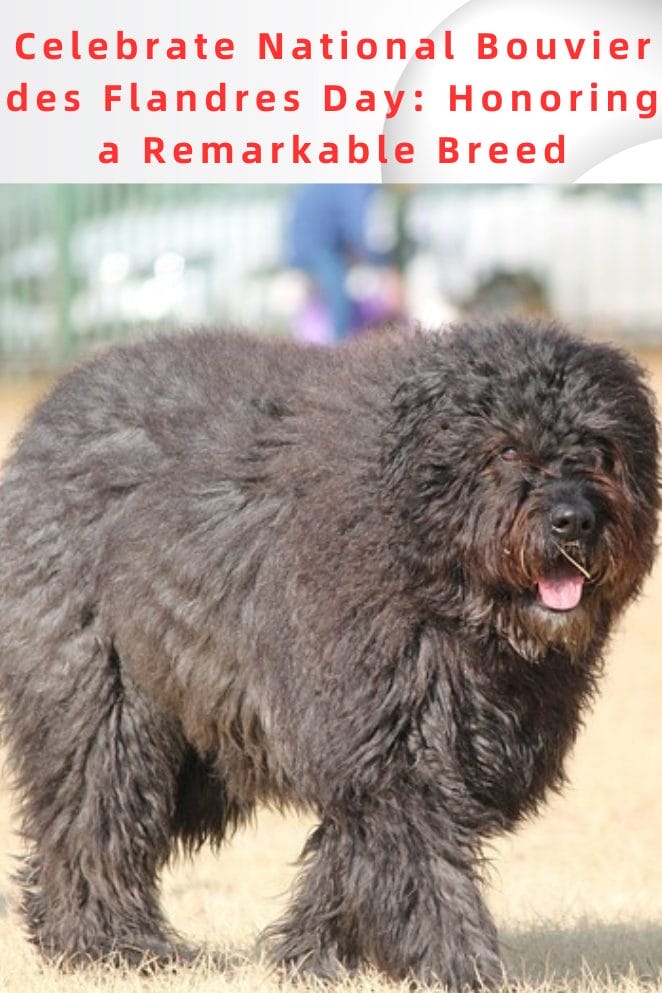  National Bouvier des Flandres Day
