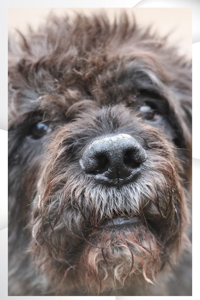 National Bouvier des Flandres Day