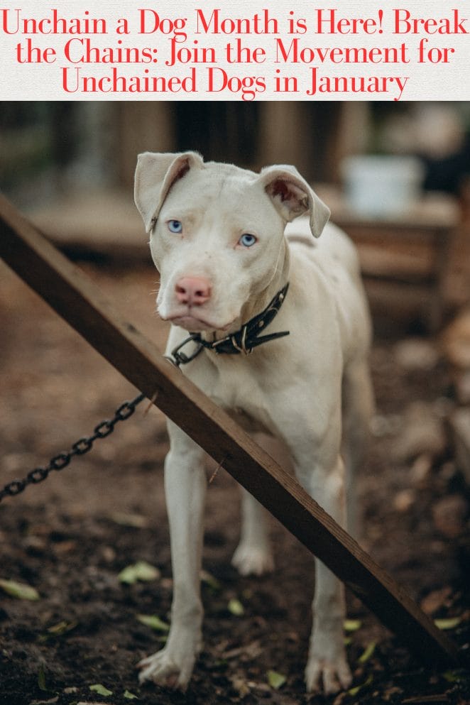 Unchain a Dog Month