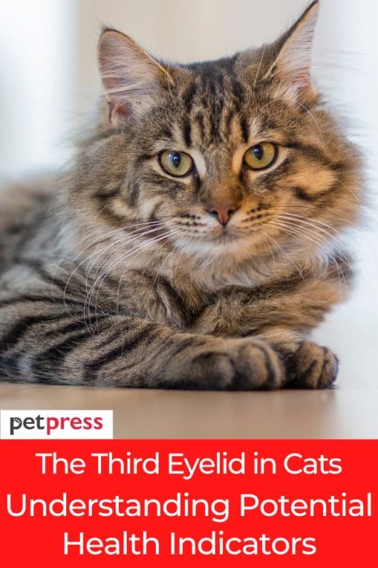 The Third Eyelid in Cats Understanding Potential Health Indicators