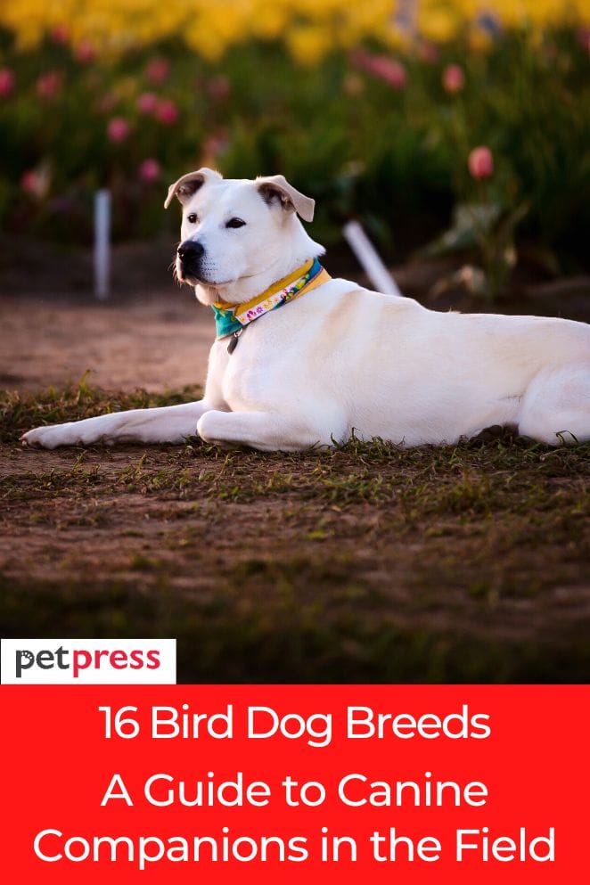 16 Bird Dog Breeds: A Guide To Canine Companions In The Field