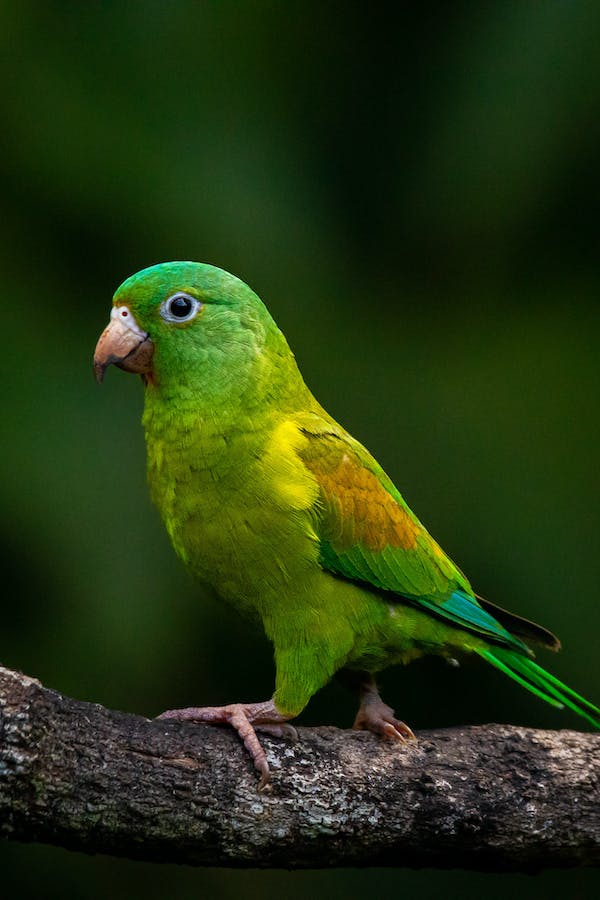 budgie-vs-parakeet