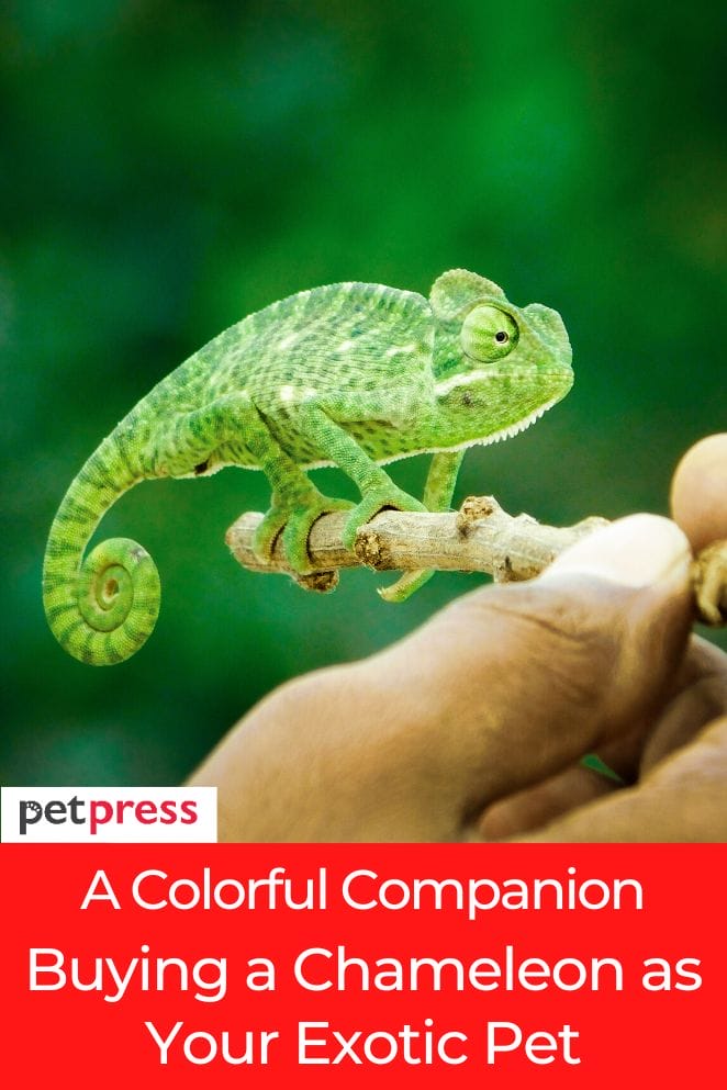 buying a chameleon