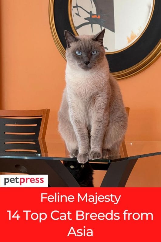 Feline Majesty 14 Top Cat Breeds from Asia