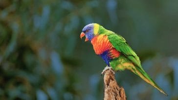 colorful-parrot-species