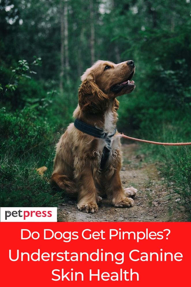 do dogs get pimples