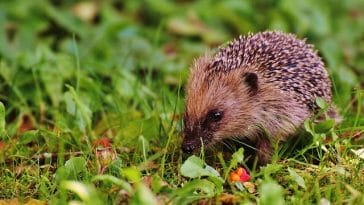 hedgehog-diets