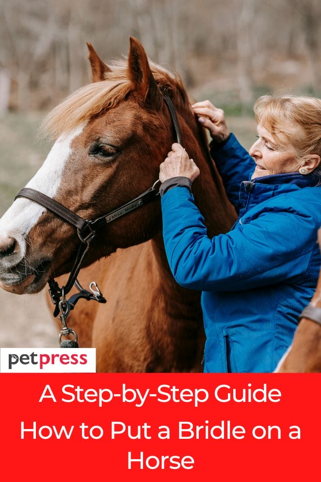 how to put a bridle on a horse