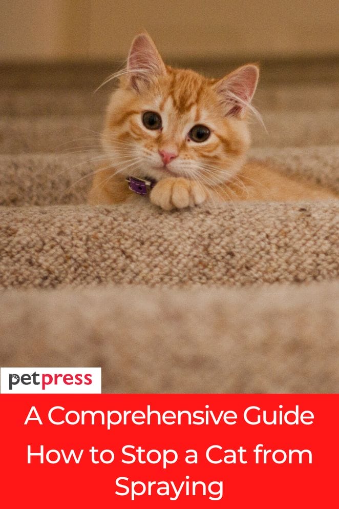 A Comprehensive Guide on How to Stop a Cat from Spraying