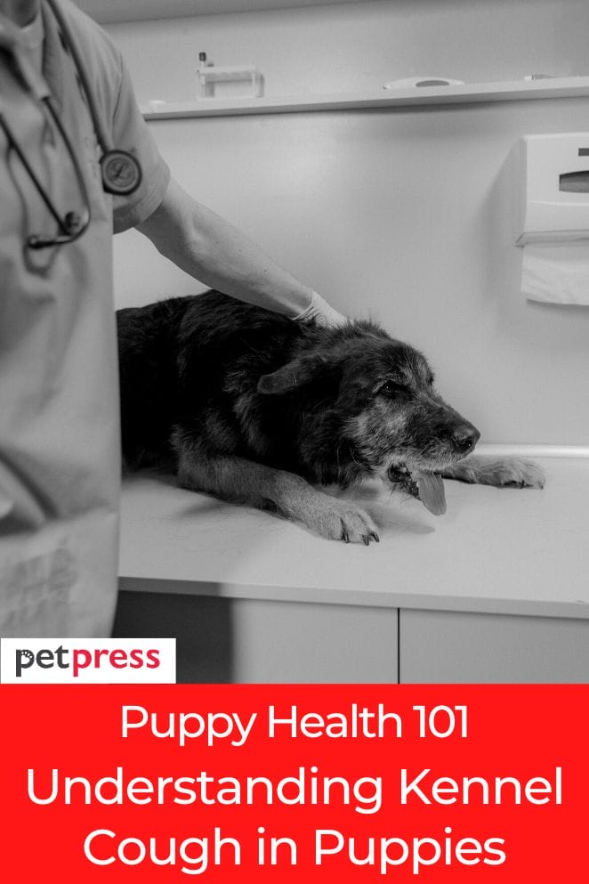 Puppy Health 101 Understanding Kennel Cough in Puppies