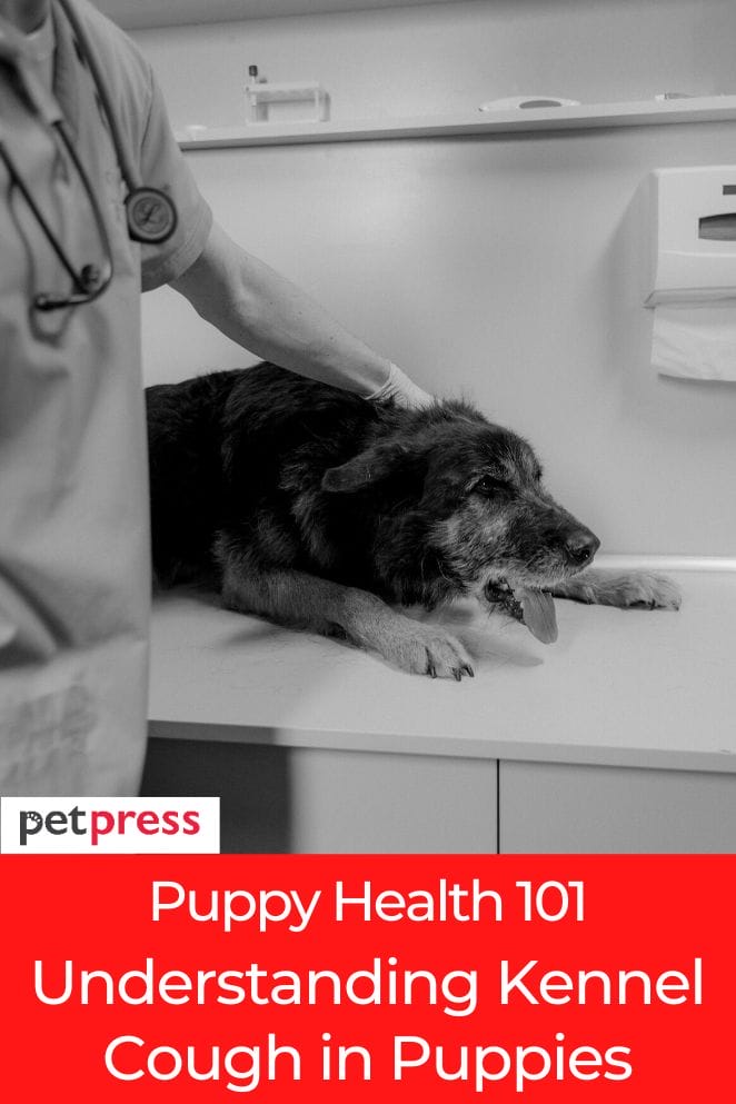 kennel cough in puppies