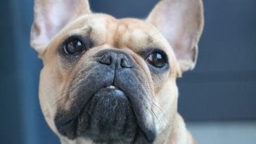 national french bulldog day