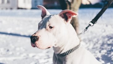 Have a Heart for Chained Dogs Week