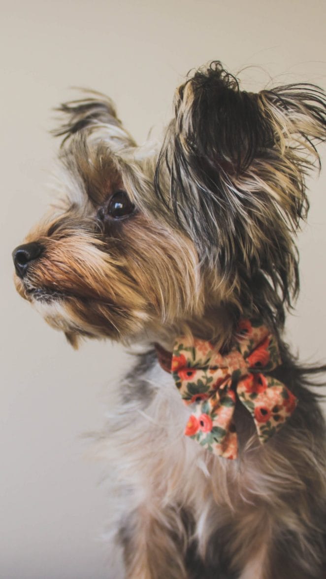 Celebrate National Yorkshire Terrier Day