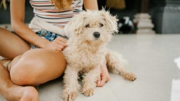 National standard Poodle Day