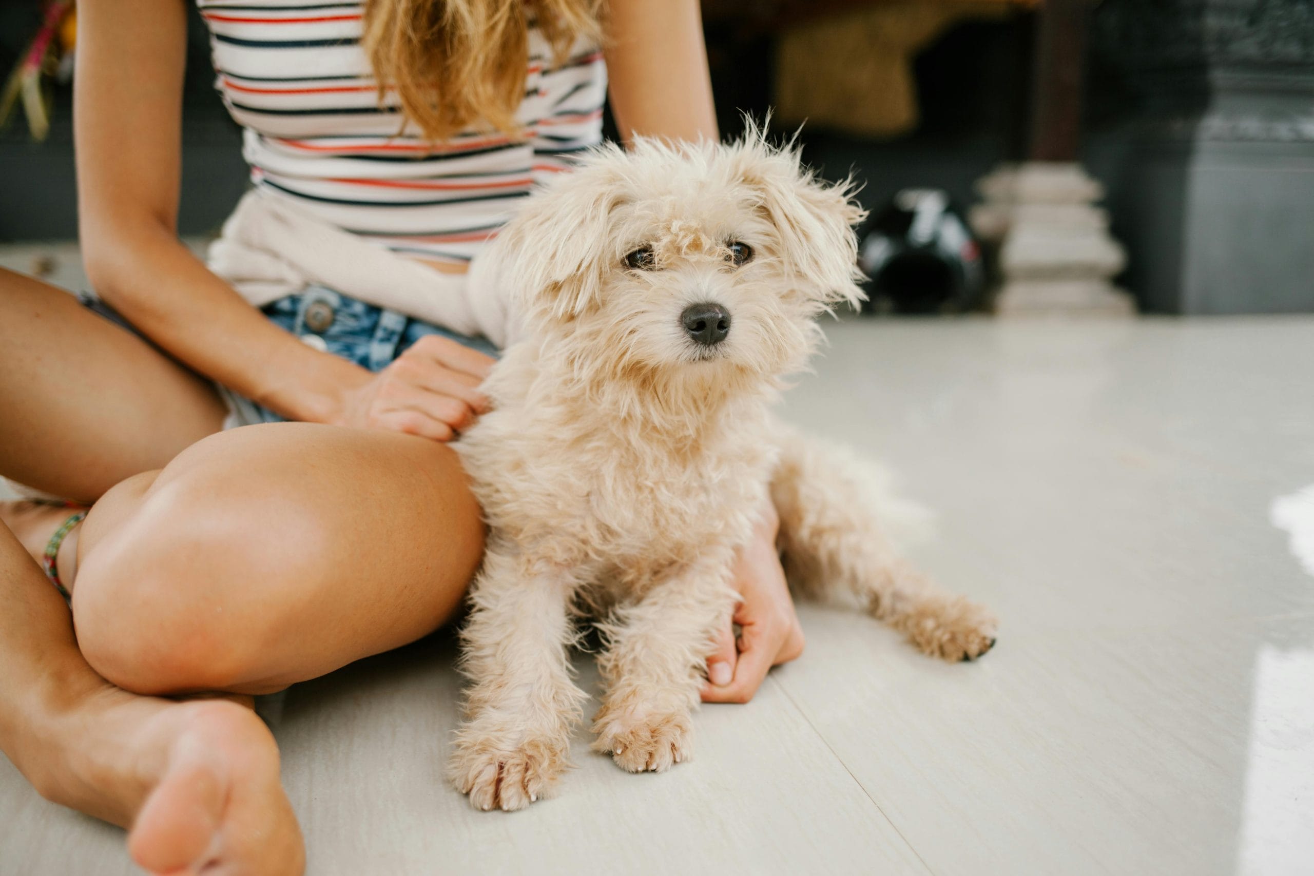 Delight in the Splendor of National Standard Poodle Day PetPress