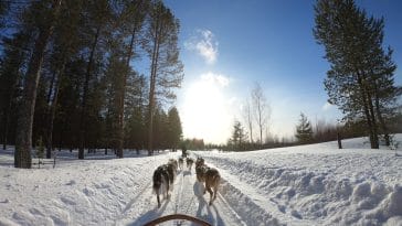 Celebrating the Wonders of Sled Dogs: A Tribute to Their Strength and Loyalty sled dog day