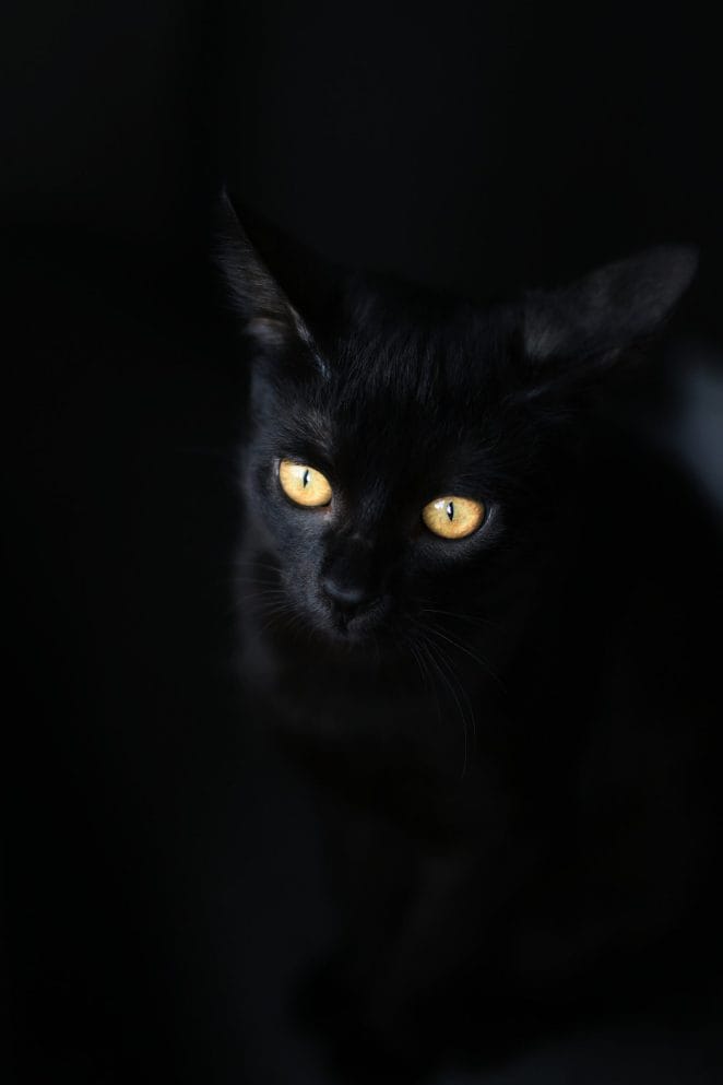 Black Dog and Cat Syndrome Awareness