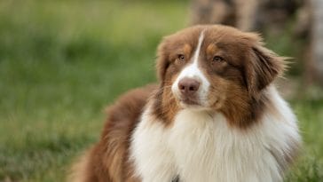 National Australian Shepherd