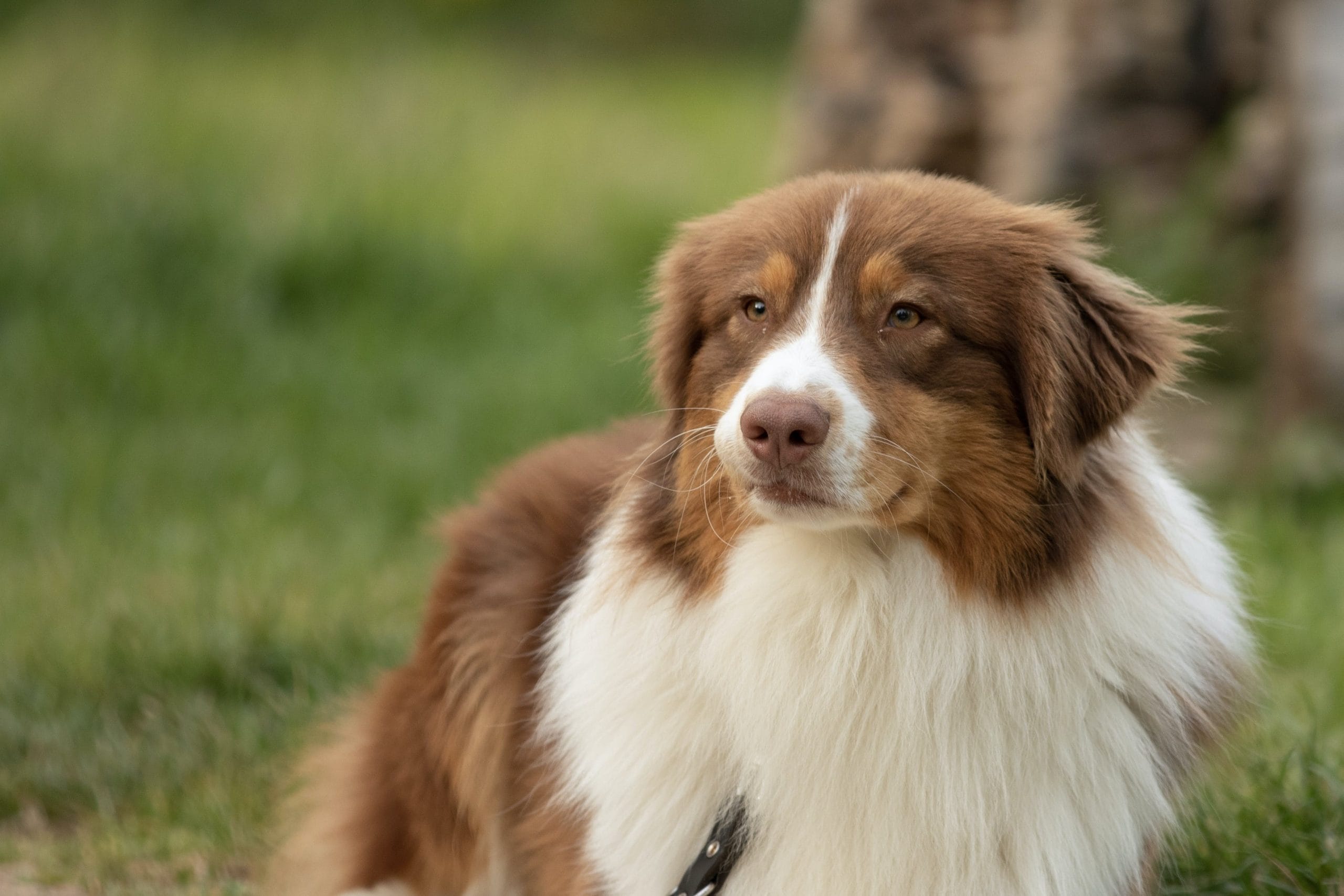 Honouring the Australian Shepherd National Celebration Day PetPress