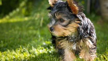 National Yorkshire Terrier Day