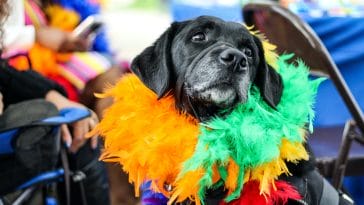 Celebrate National Dress Up Your Pet Day