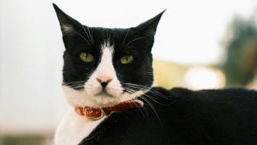 Tuxedo Cat Appreciation Day