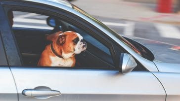 National Pet travel safety day