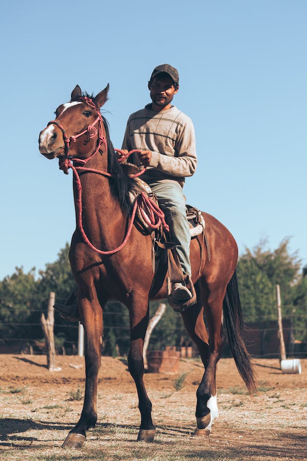 put-bridle-on-horse