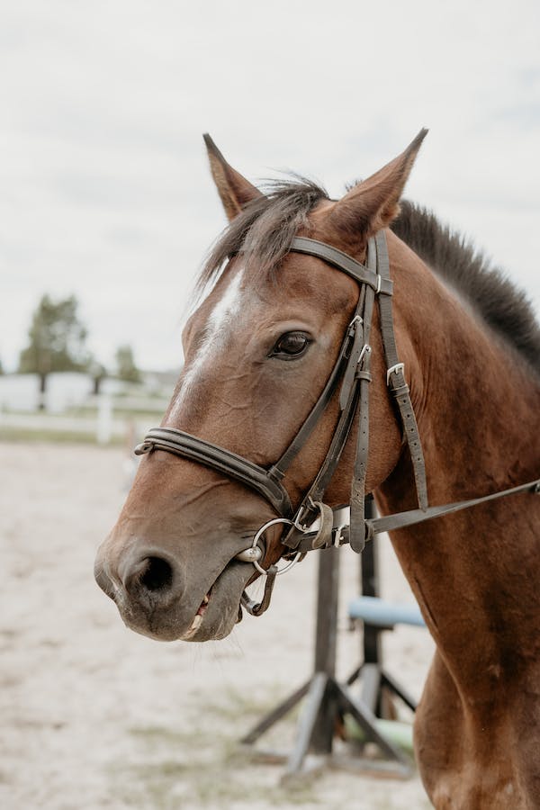 put-bridle-on-horse