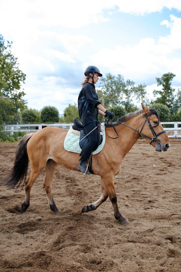 put-bridle-on-horse