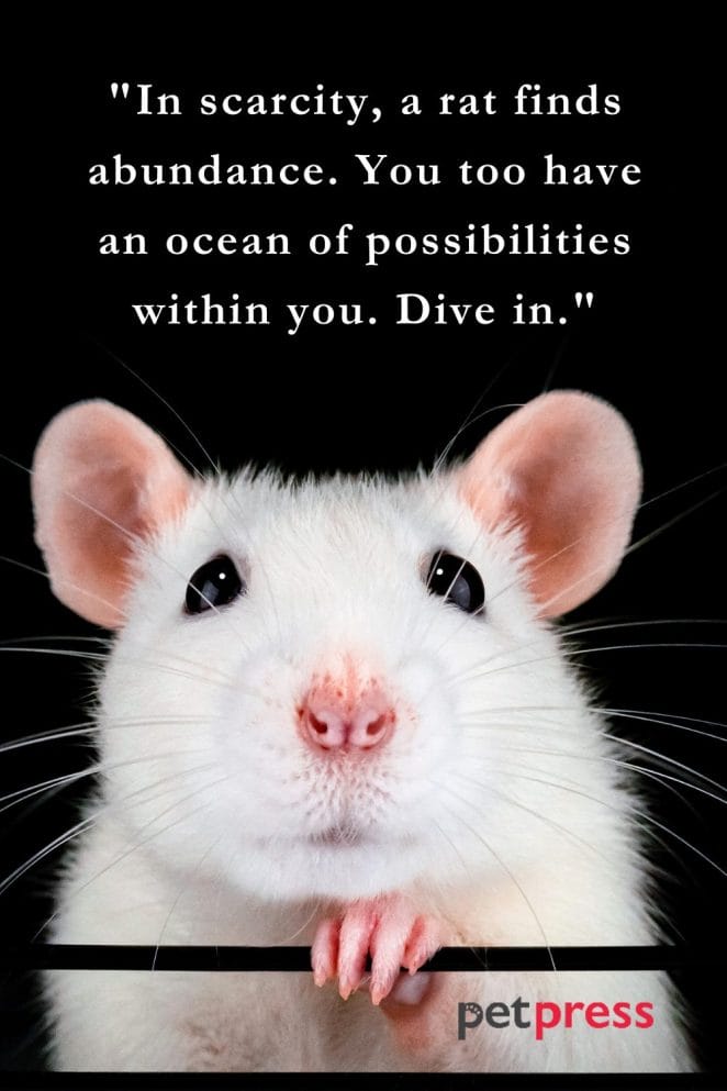 75 Rat Success Quotes That'll Change Your Perception Forever! - PetPress