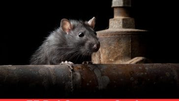 rat success quotes