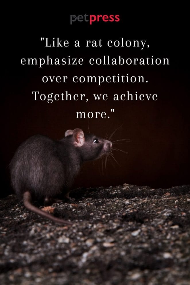 rat success quotes 