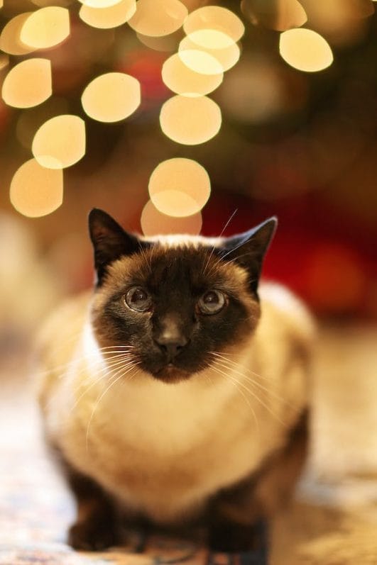 The third eyelid in cats understanding potential health indicators