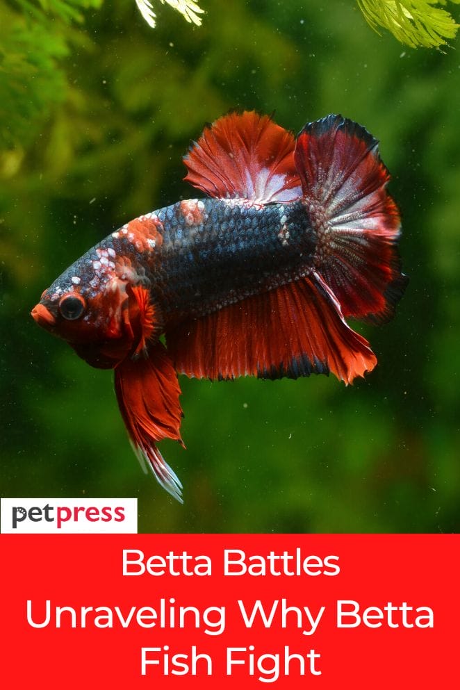 why betta fish fight