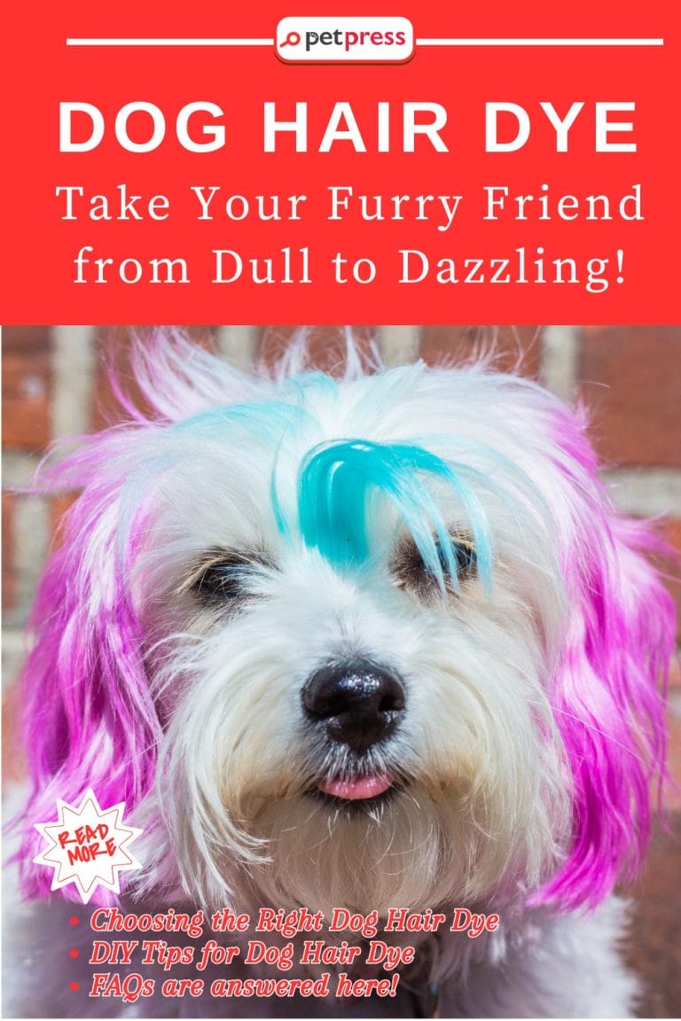 Dog Hair Dye: Take Your Furry Friend from Dull to Dazzling! - PetPress
