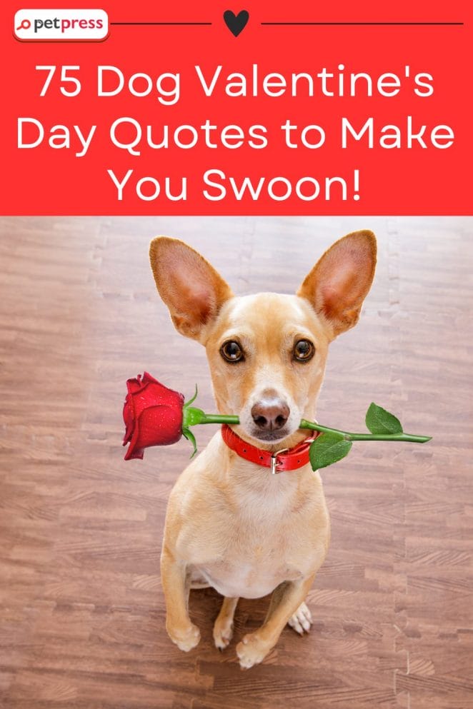 1 Dog Valentine's Day Quotes