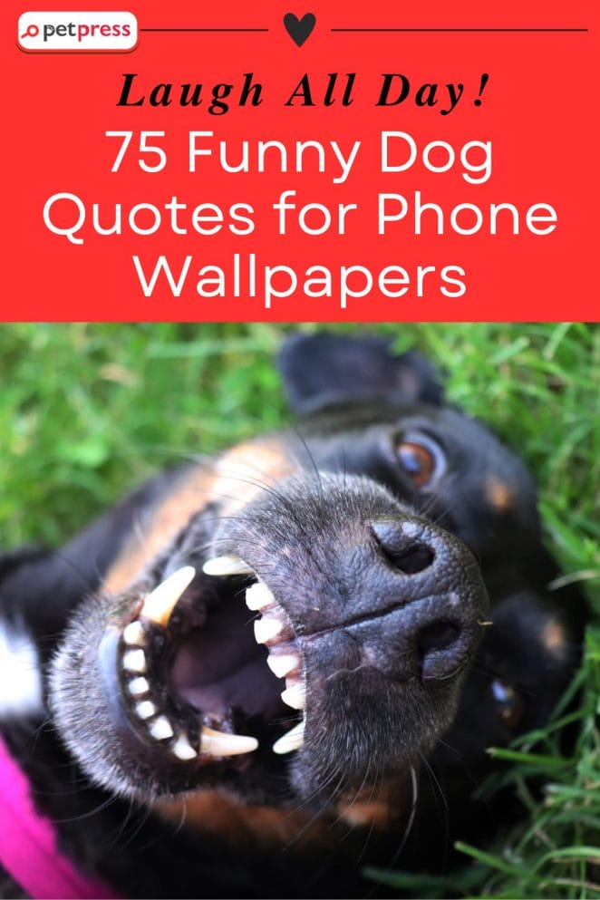 Laugh All Day 75 Funny Dog Quotes for Phone Wallpapers
