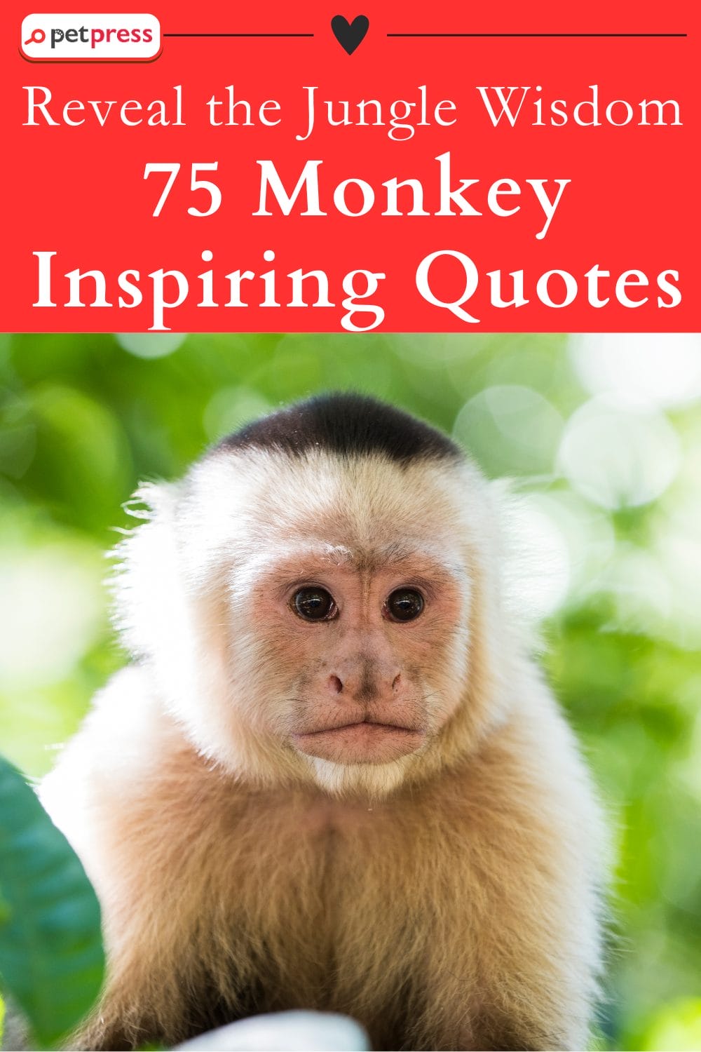 75 Monkey Inspiring Quotes That Revealed the Jungle Wisdom - PetPress