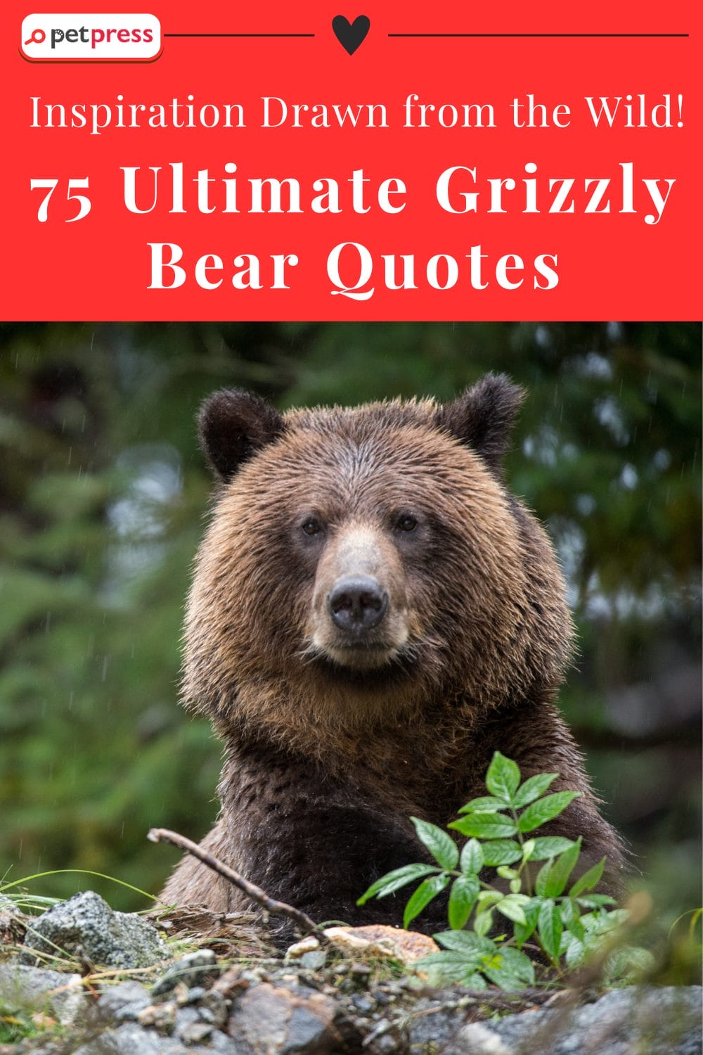 75 Ultimate Grizzly Bear Quotes Inspiration Drawn from the Wild